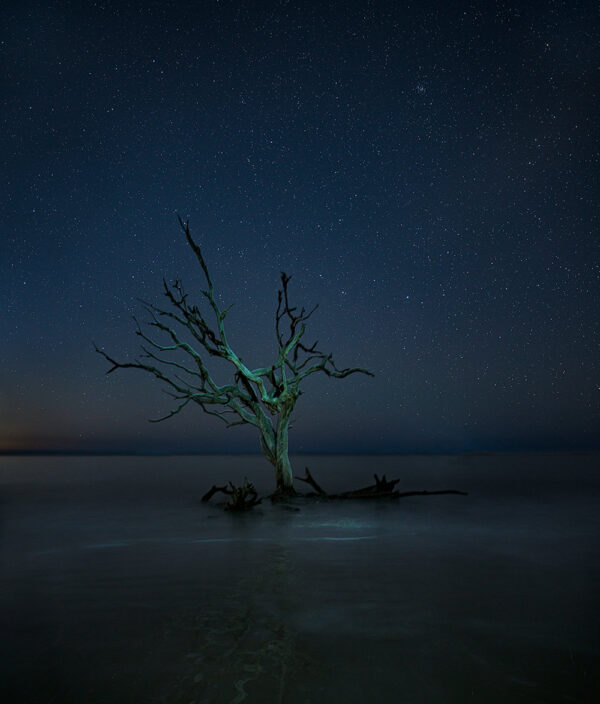 Midnight Tree