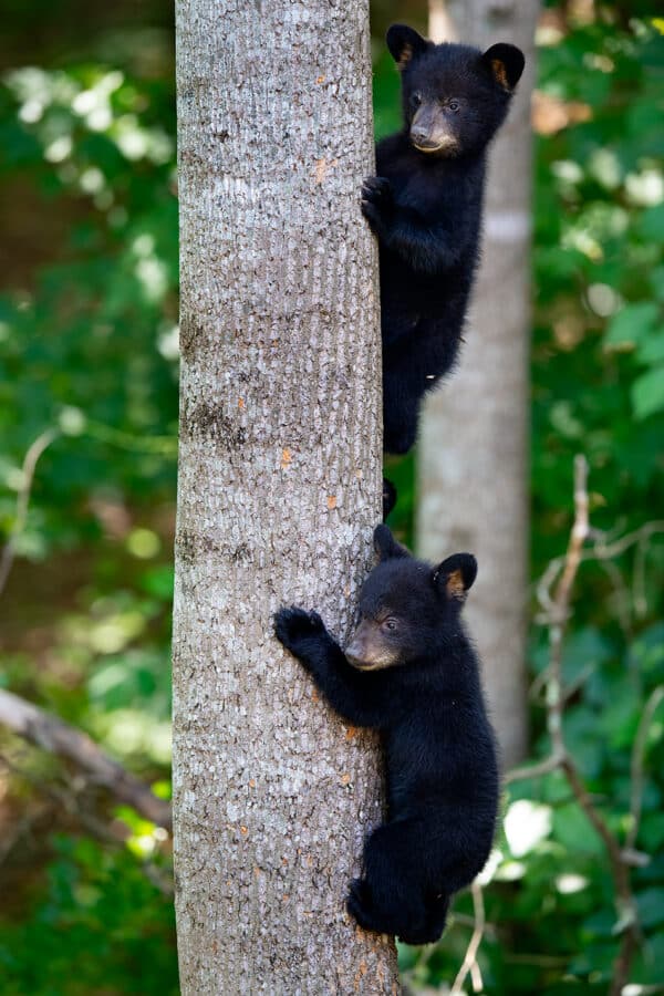 Bear Cubs on Tree BearCubsonTree e1647630497313 GD Whalen Photography