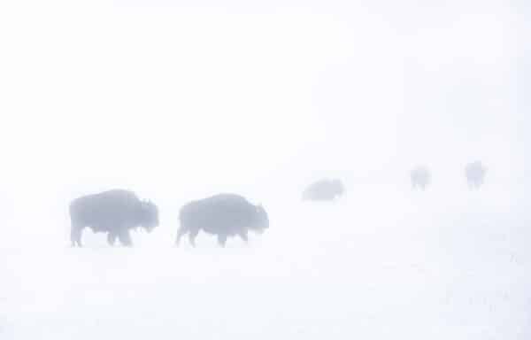 Buffalo Winter Storm BuffaloWinterStorm e1647629900806 GD Whalen Photography