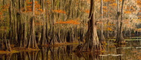 Timeless Trees of Caddo Lake Caddo Lake GD Whalen Photography