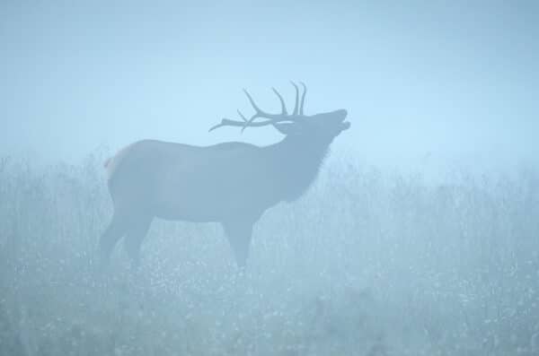 Elk Bugling in the Fog ElkBuglingintheFog GD Whalen Photography