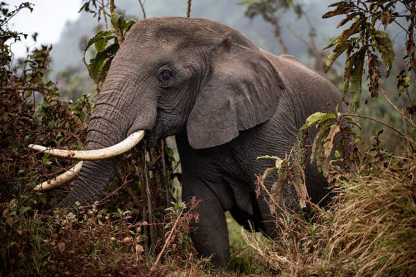 Eye of the Bull Elephant elephant EyeofaBullElephant 1 GD Whalen Photography