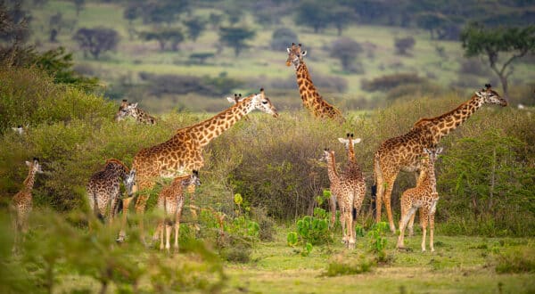 Gathering of Giraffes GatheringofGiraffes e1647630101167 GD Whalen Photography