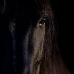 horse portrait equine eye eyes horses wild horses animal