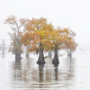 trees lake