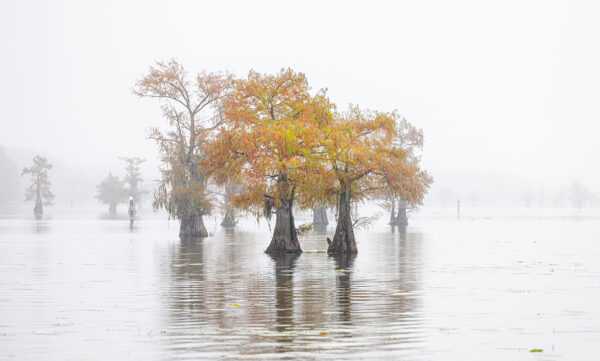 trees lake