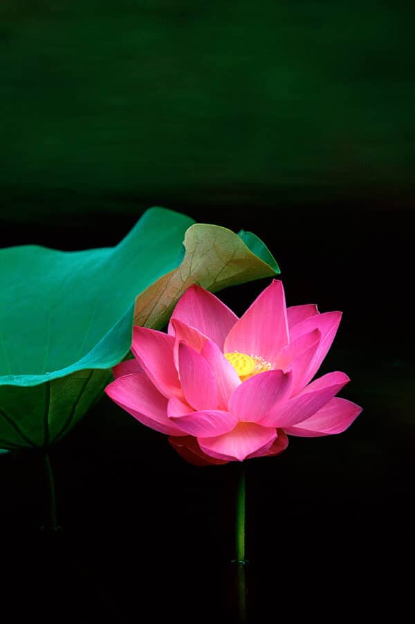 Pink Lotus with Emerald Water PinkLotusEmeraldWater GD Whalen Photography
