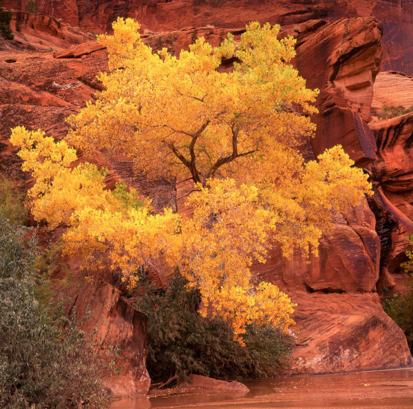 Red Rock Cottonwood Arizona tree cottonwood canyon landscape