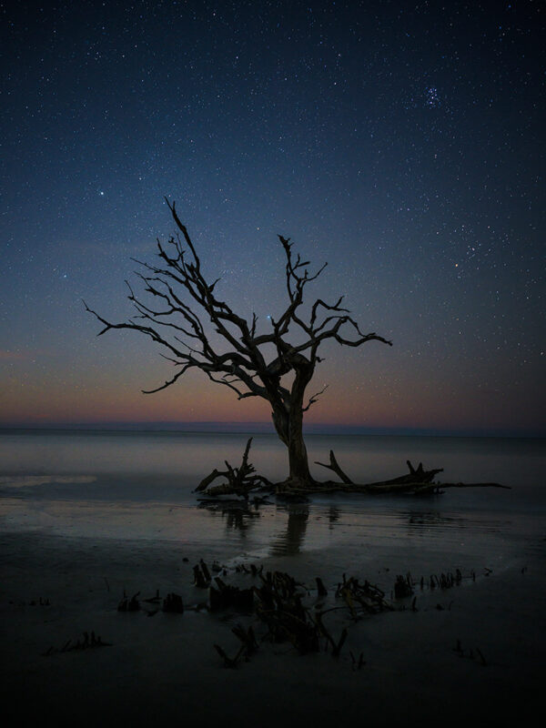 Jekyll Island Tree