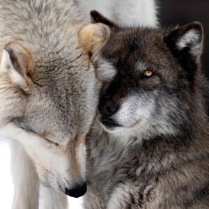 wolf wolves Yellowstone animal animals predator eyes nature animals